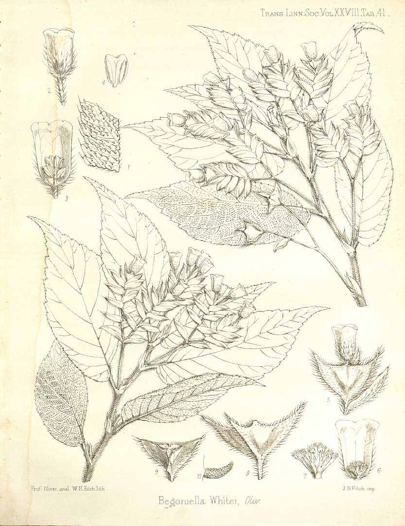 B. oliveri